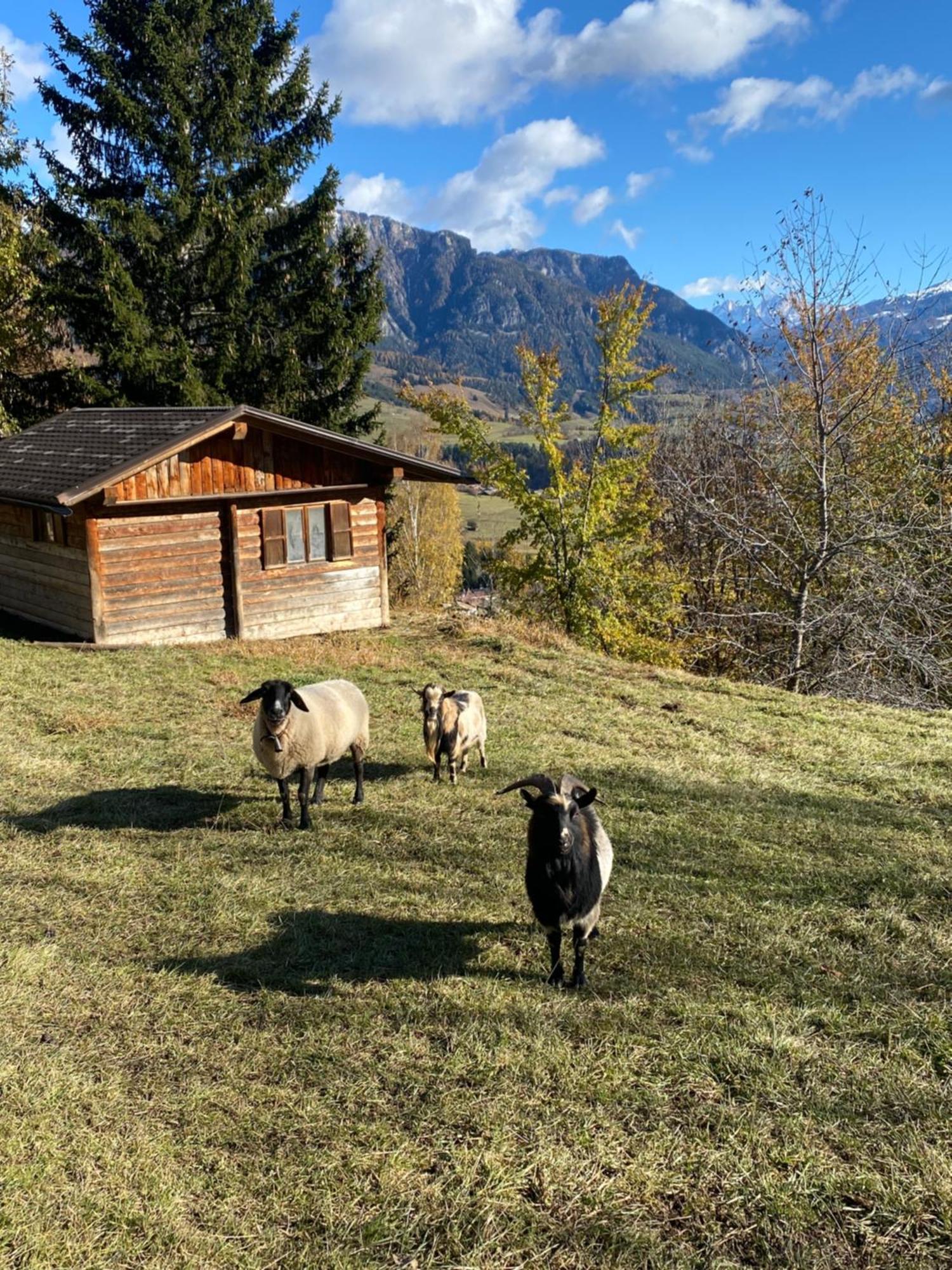Encia'S Home Dolomiti Castello-Molina di Fiemme Esterno foto